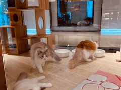 -momokira米努特·德文卷毛猫·棉花面纱犬
