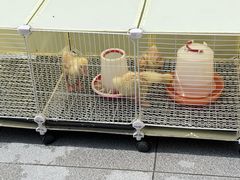 -京北渔家傲
