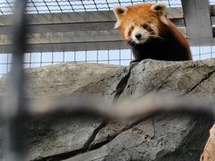 -武汉动物园