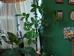 -Thai Basil罗勒叶泰式餐厅(时代天街店)