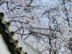 -桃花堤公园