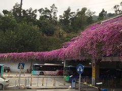-深圳仙湖植物园-停车场
