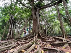 -中国科学院西双版纳热带植物园