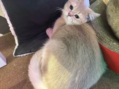 -大型宠物商超·宠海王国·宠物猫狗活体·用品·美容(新世界百货重庆店)