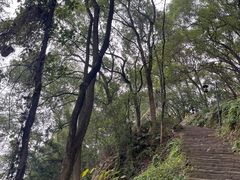 -南山植物园
