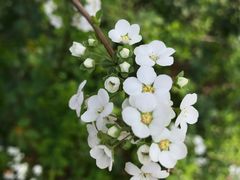 -花溪公园