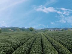 -龙坞茶村