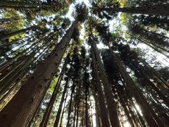 -武陵山森林公园