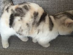 -吉丁鸟咖·异宠·寄养