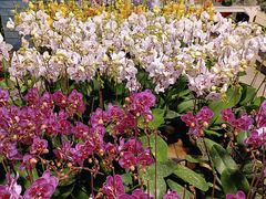 -三圣花乡旅游区