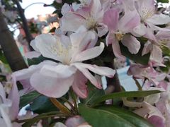 景观位-丽泽山庄·生态怀柔菜·虹鳟鱼(红螺寺店)