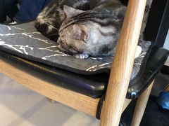 -平行世界·猫咖(首经贸店)