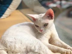 -CAT’S MEWSTAR CAFE·喵星球猫屋(晴湾咖啡店)