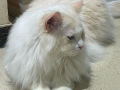 -藏猫猫咖啡主题馆(中央大道店)