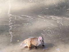 -西双版纳原始森林公园