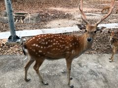 -清迈夜间动物园