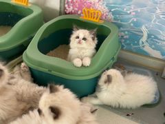 -糯米喵星人总部直营旗舰店·猫舍·幼猫出售