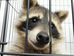 -浣熊柯尔鸭土拨鼠·电玩咖