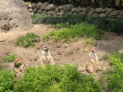 -上海野生动物园