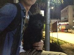 -瑞派康怡24h宠物医院·犬猫医疗中心·微创绝育(瑞景分院)