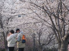 -高东镇樱花园