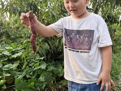 -樂桃源奉贤黄桃种植采摘基地