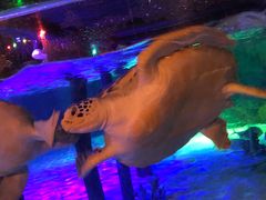 -暹罗海洋世界
