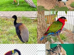 -西霞口神雕山野生动物世界