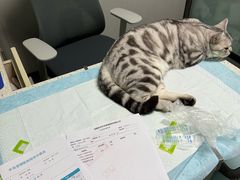 -半岛宠物医院24小时(科华中路店)