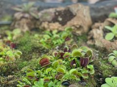 -国家植物园南园