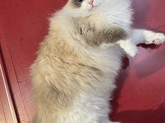 -和它·交个朋友·狗咖猫咖(爱琴海店)