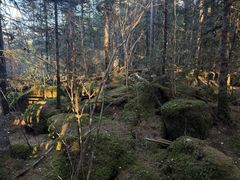 -汤旺河林海奇石景区
