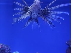 -上海海洋水族馆