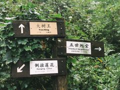 -天目山大树王景区
