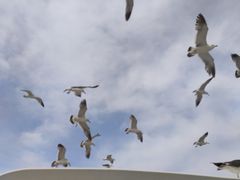 -海驴岛(荣成市)