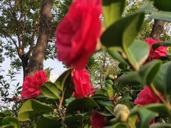 -深圳国际园林花卉博览园