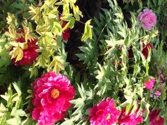 iphone_upload_pic-景山公园