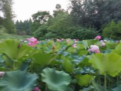 -洛阳市隋唐城遗址植物园