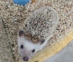 -神奇动物撸宠馆·羊驼·小浣熊·异宠(豫园店)