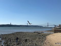 -商业广场(Praça do Comércio)