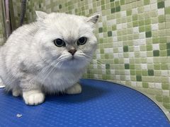 -瑞鹏宠物医院·微创内窥镜·骨外科·牙科(翠竹分院)