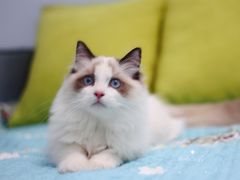 -Bastet sally猫舍购宠(静安店)