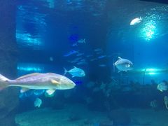 -北戴河圣蓝海洋公园