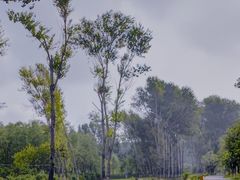 -东郊湿地公园