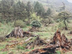 -硗碛藏寨·神木垒景区