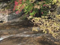 -内乡宝天曼生态旅游区