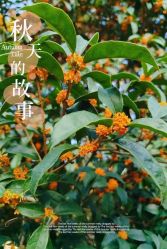 -琅悦月子会所(香格里拉旗舰店)