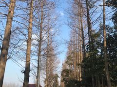 -上海长兴岛郊野公园