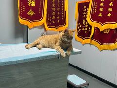 -半岛宠物医院24小时(科华中路店)