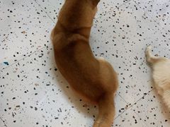 -喜柴咖啡·柴犬狗咖